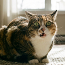 Покормил кота за 1800 долларов: парень из Гомеля обокрал родителей своей девушки