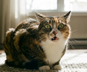 Покормил кота за 1800 долларов: парень из Гомеля обокрал родителей своей девушки