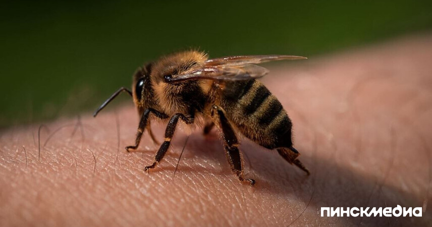 В Пинском районе и Ивацевичах зафиксированы смертельные случаи от укусов насекомых