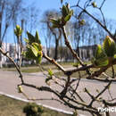 Белорусов ждут большие выходные в апреле 2026 года