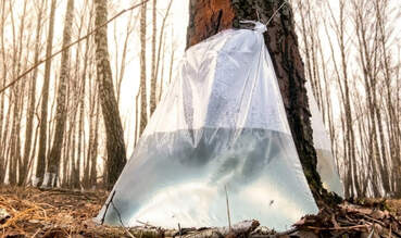 Сезон березового сока открыт: сбор начат в Пинском и Лунинецком лесхозах