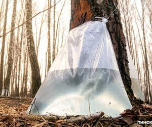 Сезон березового сока открыт: сбор начат в Пинском и Лунинецком лесхозах