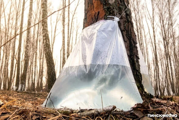 Сезон березового сока открыт: сбор начат в Пинском и Лунинецком лесхозах