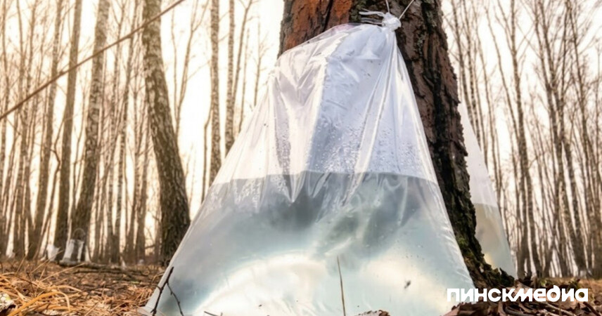 Сезон березового сока открыт: сбор начат в Пинском и Лунинецком лесхозах