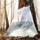 Сезон березового сока открыт: сбор начат в Пинском и Лунинецком лесхозах