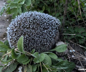 Ледяной финал: 29 апреля у земли на станции Полесская зафиксированы аномальные −11°C