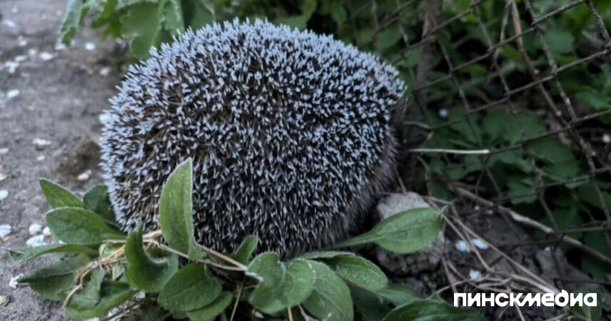 Ледяной финал: 29 апреля у земли на станции Полесская зафиксированы аномальные −11°C