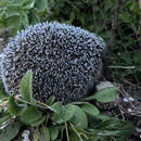 Ледяной финал: 29 апреля у земли на станции Полесская зафиксированы аномальные −11°C