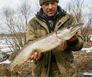 В Пинском районе с 1 марта вводится запрет на лов щуки