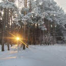 Морозы возвращаются: к выходным в Беларуси существенно похолодает