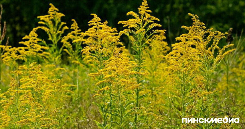 В Пинском районе золотарник угрожает природе и хозяйству