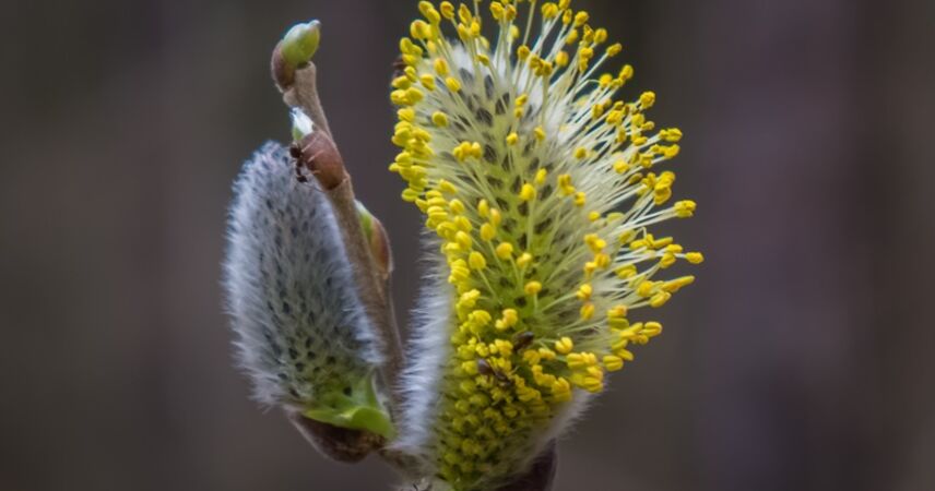 Март в Беларуси стал одним из самых теплых за последние 80 лет