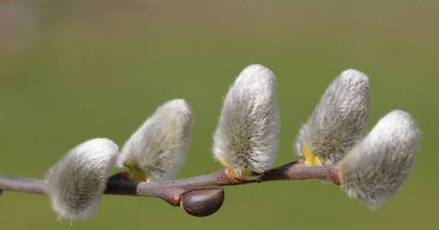 Вербное воскресенье 13 апреля отметят православные христиане