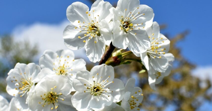 Синоптики предупреждают о ночных заморозках 26-28 апреля в Беларуси