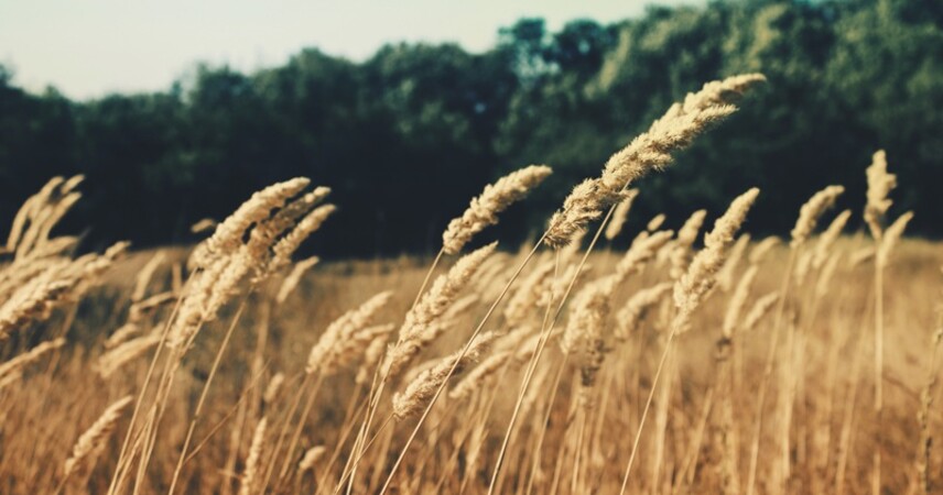 По всей Беларуси действует ограничение на посещение лесов