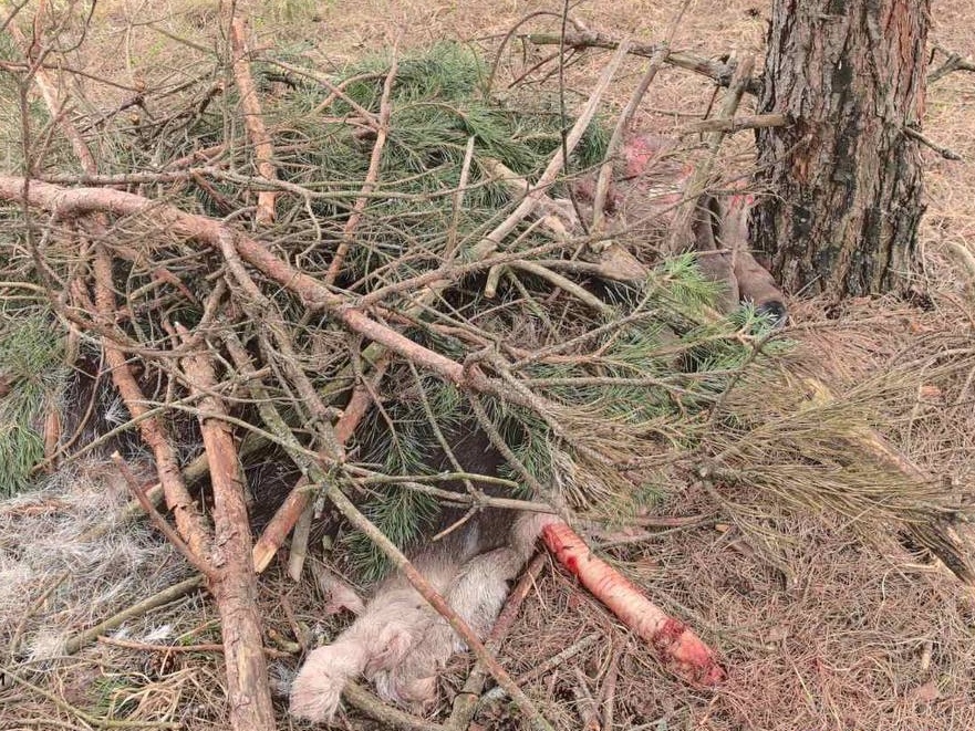 В Пинском районе нашли останки лосихи