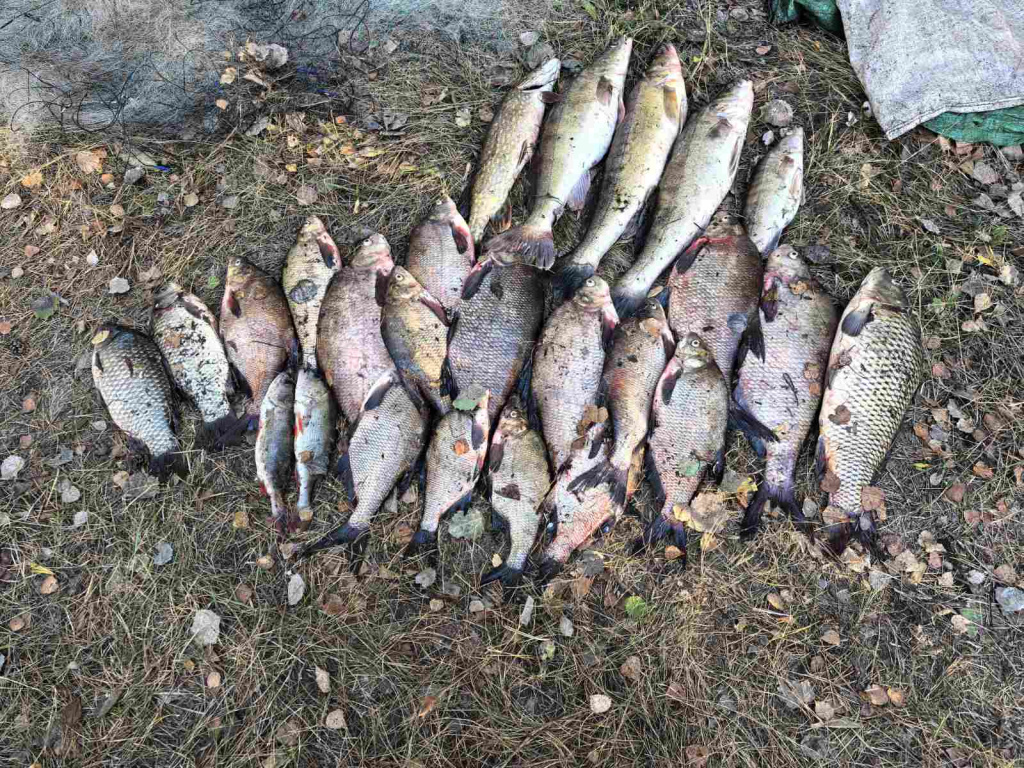 рыбы на Погосте