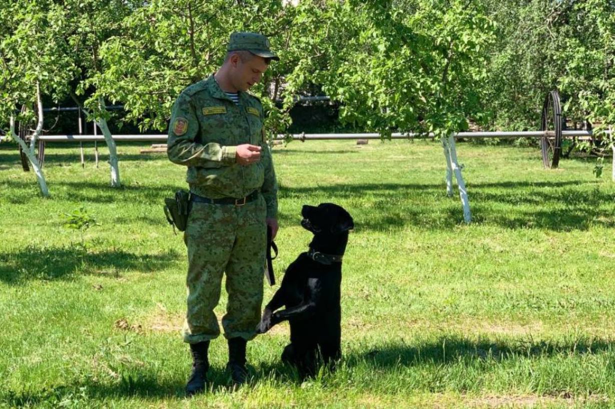 Военнослужащий Пинского пограничного отряда со служебной собакой на показательном выступлении.