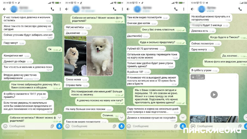 щенки шпица, переписка с мошенником